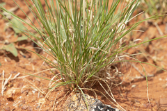 Aristida inaequiglumis