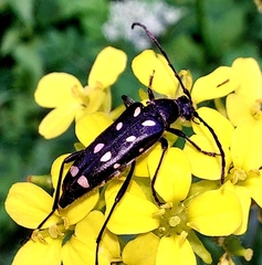Leptura