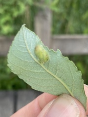 Euura bridgmanii