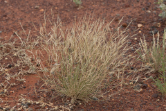 Aristida contorta