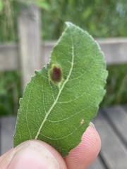 Euura bridgmanii
