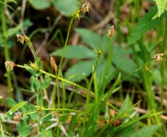 Carex longirostrata