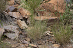 Aristida capillifolia