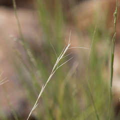 Aristida capillifolia