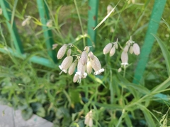 Silene vulgaris