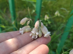 Silene vulgaris