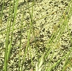 Anax imperator