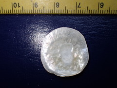 Anomia simplex image