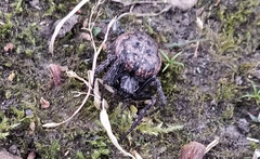 Nuctenea umbratica