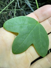 Passiflora aurantia samoensis
