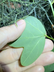 Passiflora aurantia samoensis