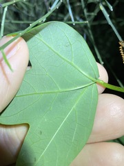 Passiflora aurantia samoensis