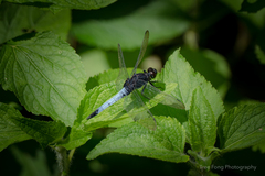 Orthetrum triangulare