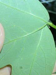 Passiflora aurantia samoensis