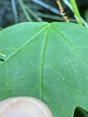 Passiflora aurantia samoensis