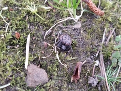 Nuctenea umbratica