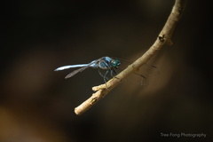 Orthetrum poecilops