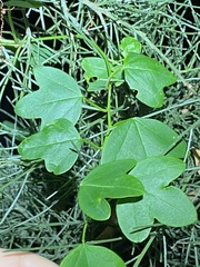 Passiflora aurantia samoensis