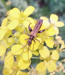 Oedemera femorata