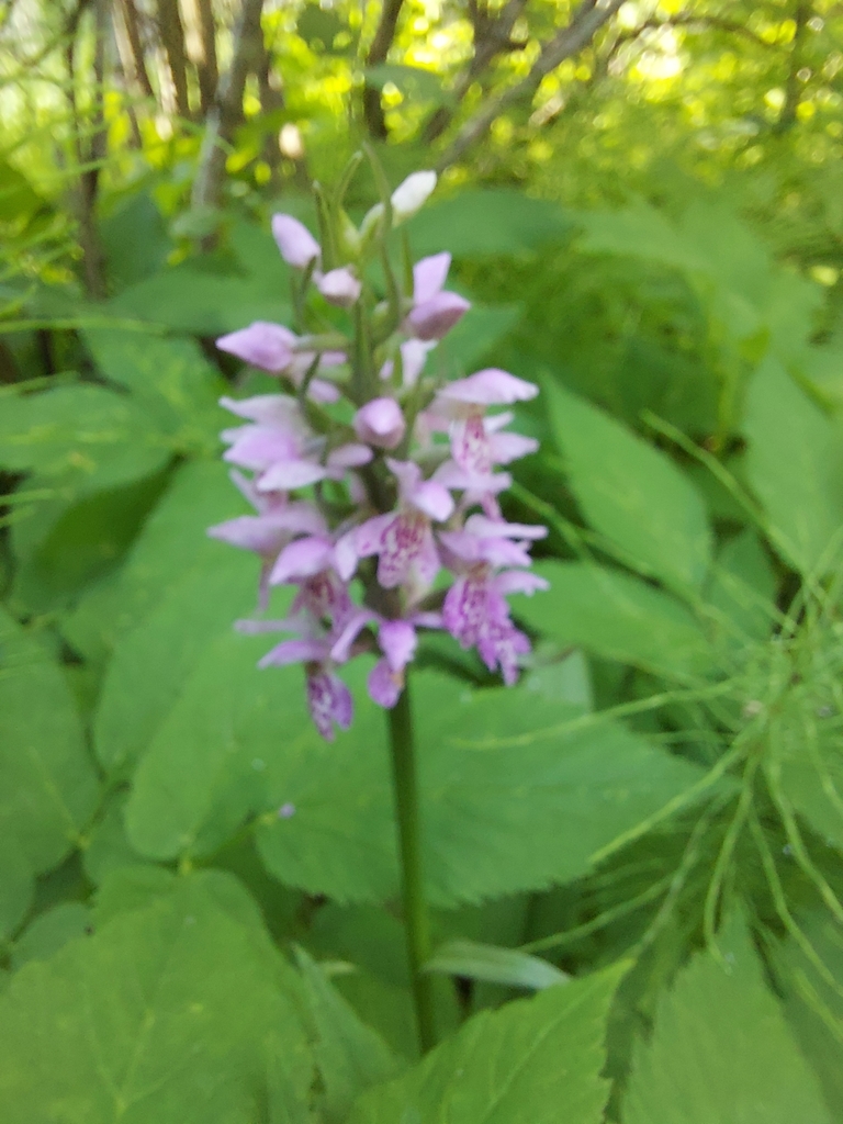 Dactylorhiza sibirica
