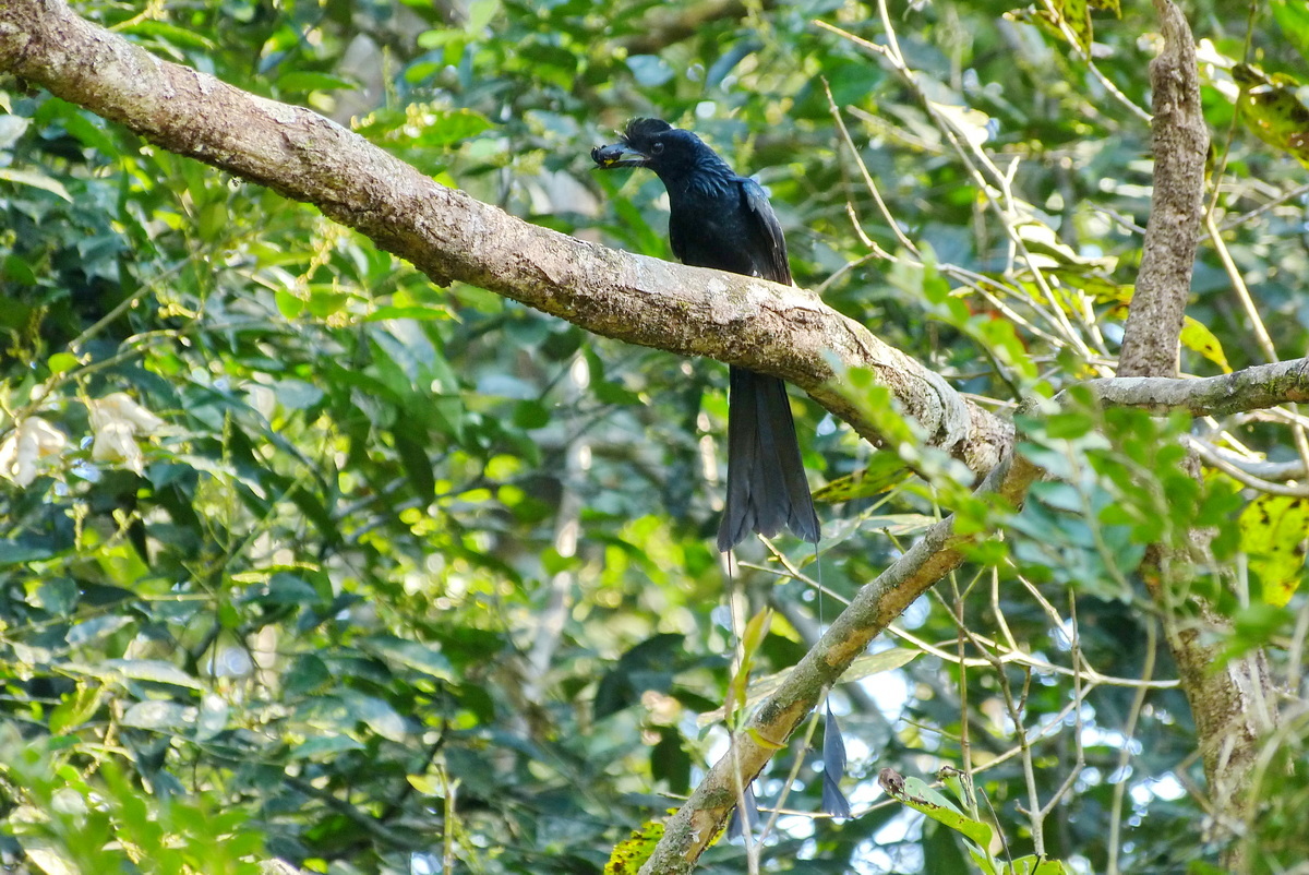 Greater Racket-tailed Drongo