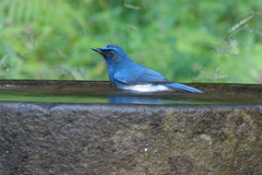 Cyornis pallidipes