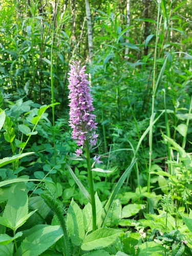 Image of Dactylorhiza sibirica by (c) Pavel Borodin, some rights reserved (CC BY)