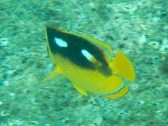 Chaetodon quadrimaculatus