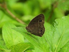 Mycalesis intermedia