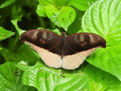 Tanaecia cocytus