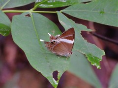 Abisara neophron