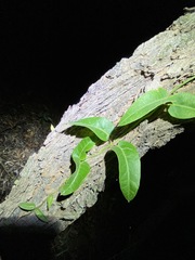 Parsonsia brisbanensis