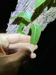 Parsonsia brisbanensis