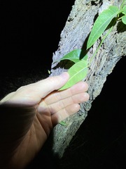 Parsonsia brisbanensis