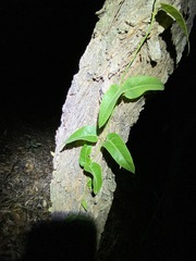 Parsonsia brisbanensis