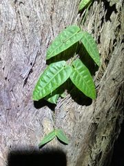 Parsonsia brisbanensis