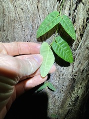 Parsonsia brisbanensis