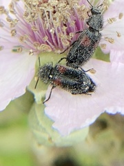 Divales bipustulatus