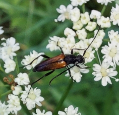 Stenurella melanura