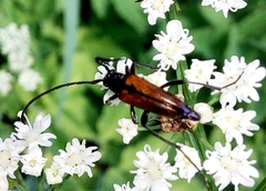Stenurella melanura