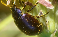 Chrysolina geminata