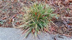 Carex communis