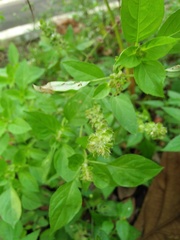 Ocimum × africanum