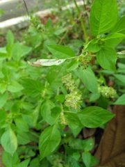Ocimum × africanum