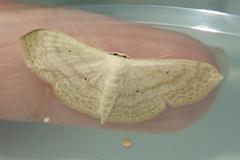 Scopula