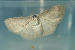 Scopula