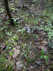 Dactylorhiza fuchsii