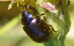 Chrysolina geminata