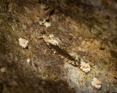 Metrioglypha phyllodes