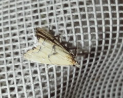 Glaucocharis auriscriptella